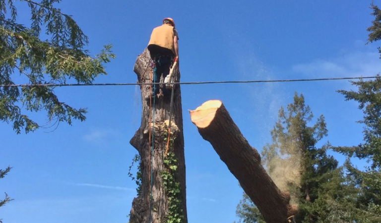 Tree Removal - Cutting Edge Tree Service 707