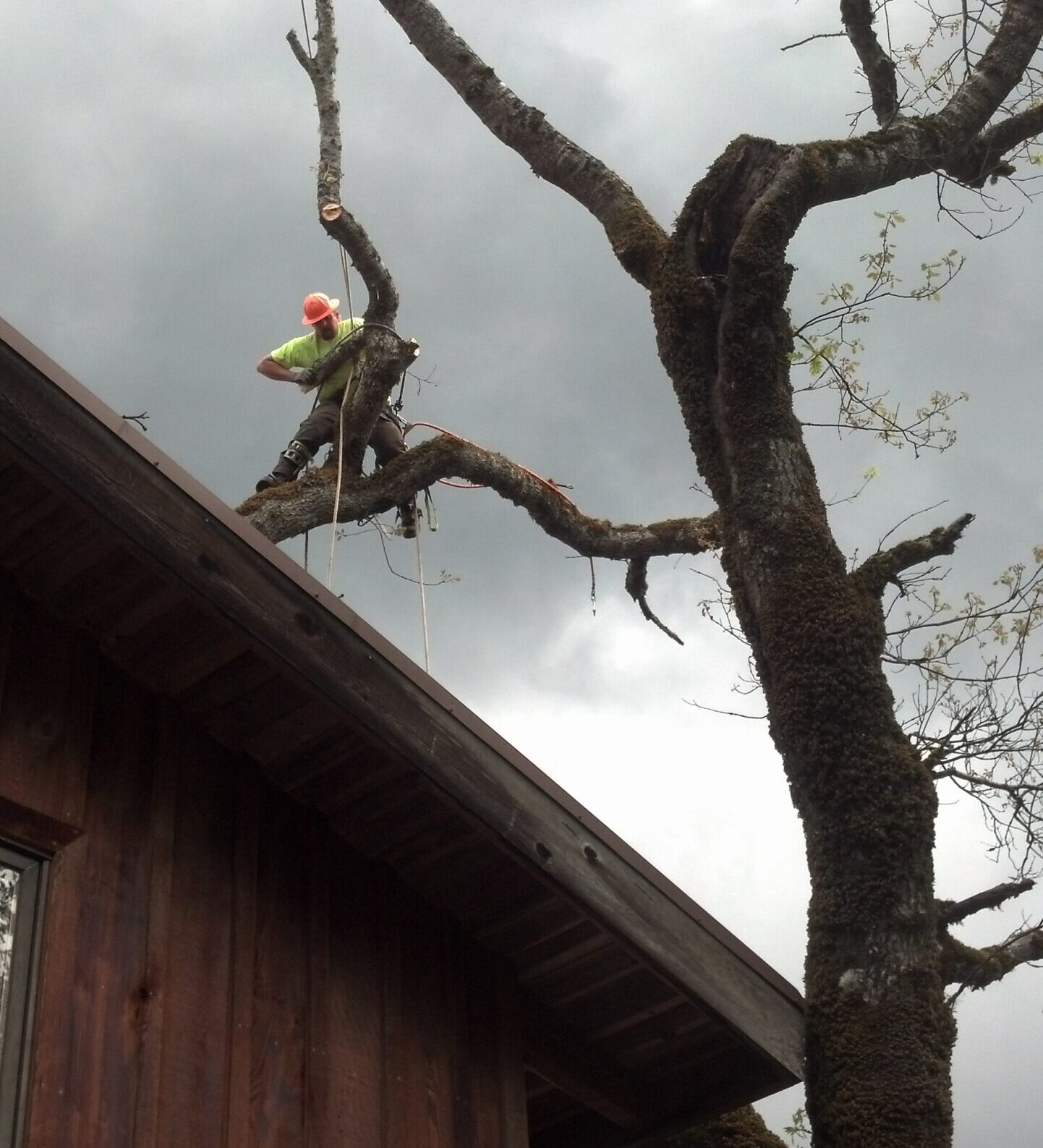 Cutting Edge Tree Service certified climber safely trimming a large tree near a home in Eureka, Humboldt County CA