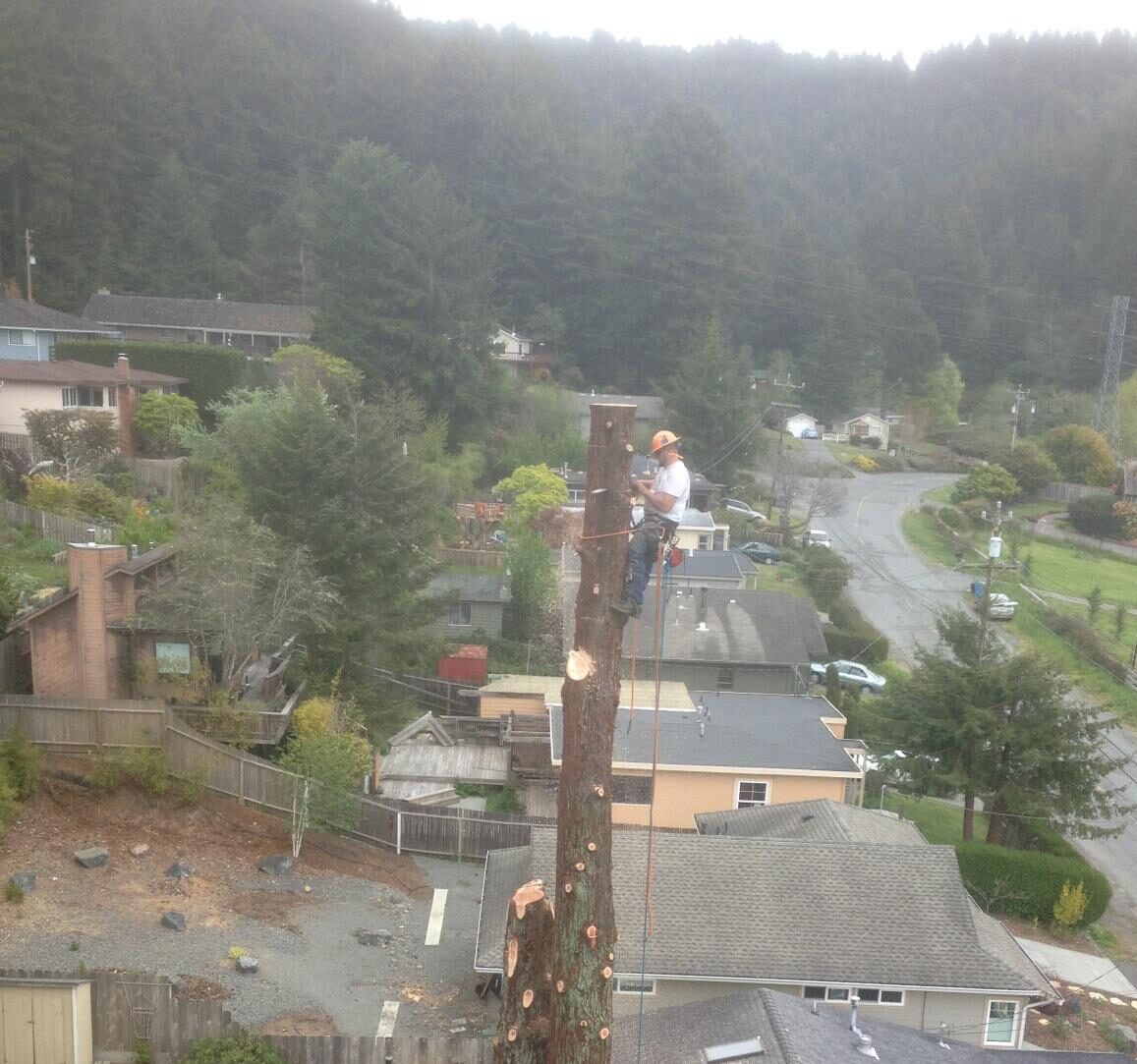 Cutting Edge Tree Service professional climber performing tree and pole removal in a residential neighborhood in Eureka, Humboldt County CA