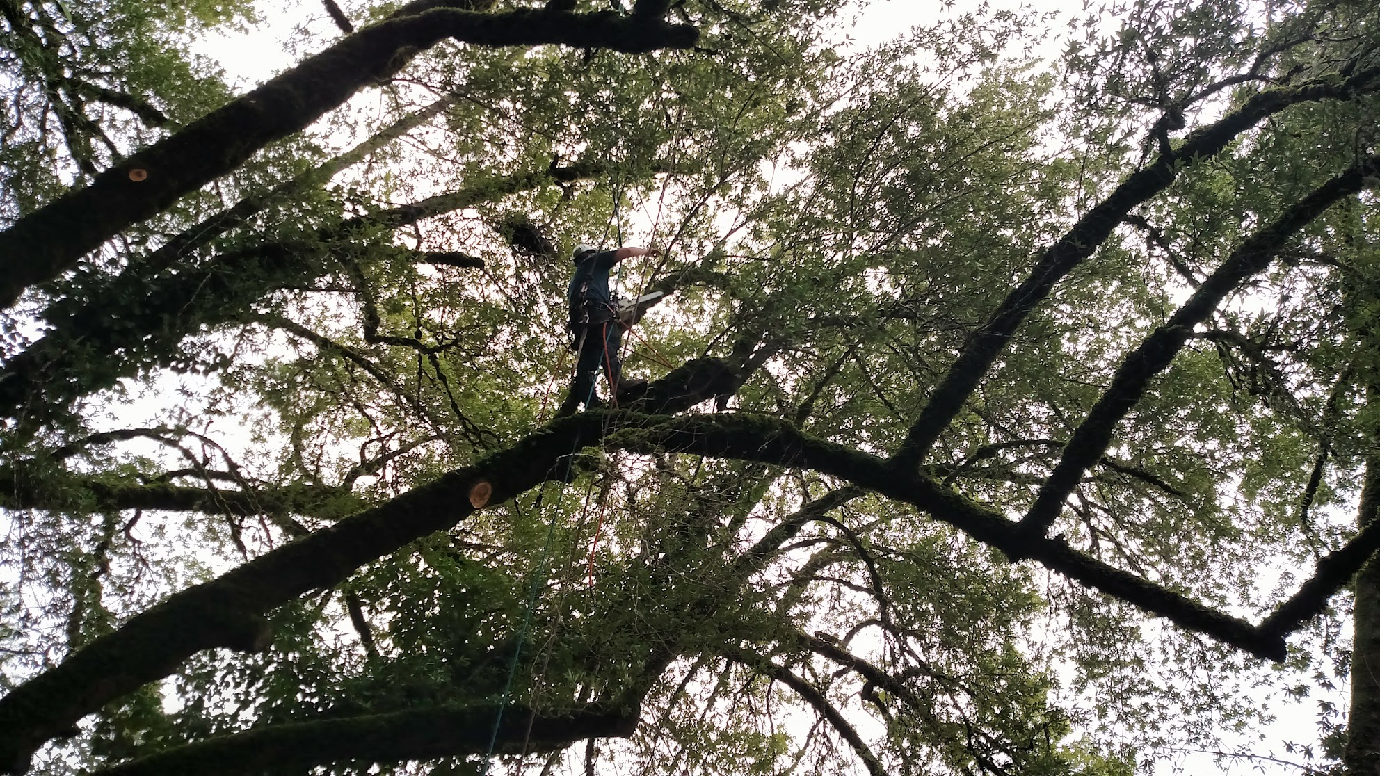 Professional arborist from Cutting Edge Tree Service climbing high in a large oak tree using safety ropes and chainsaw in Humboldt County