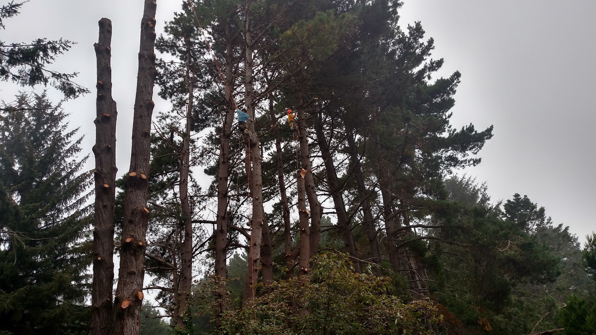 Tree Service Climbers in Action - Eureka Humboldt County
