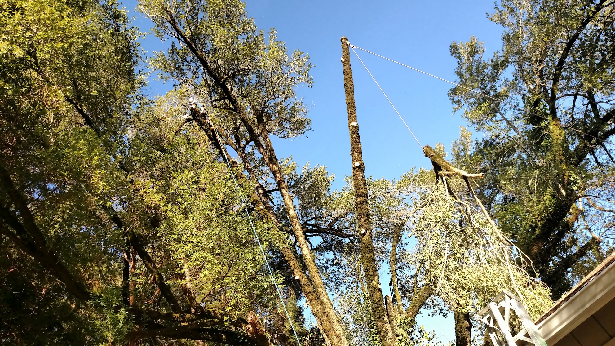Cutting Edge Tree Service crew safely removing hazardous tree near home in Eureka Humboldt County using ropes and rigging